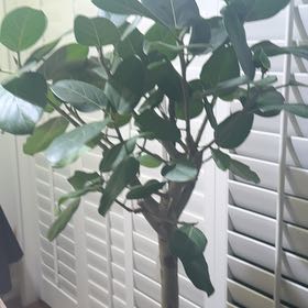 Photo of the plant species True cinnamon tree by @SassyLawyerswig named Treeyoncé on Greg, the plant care app