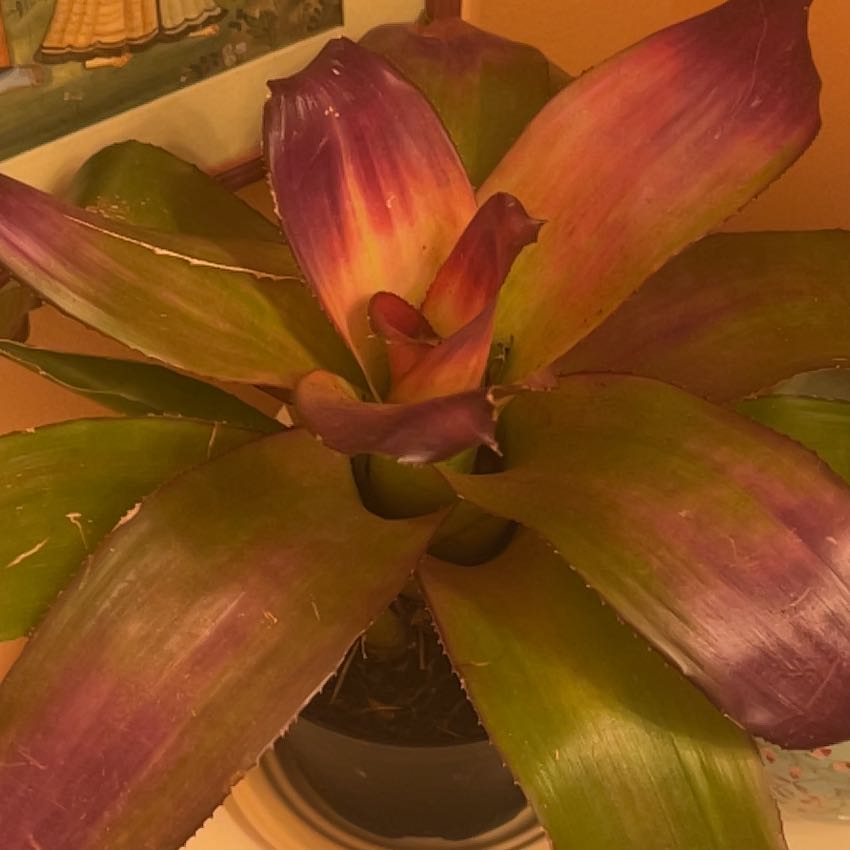 Photo of the plant species neoregelia tangerine by @RadSandhickory named Hilma on Greg, the plant care app