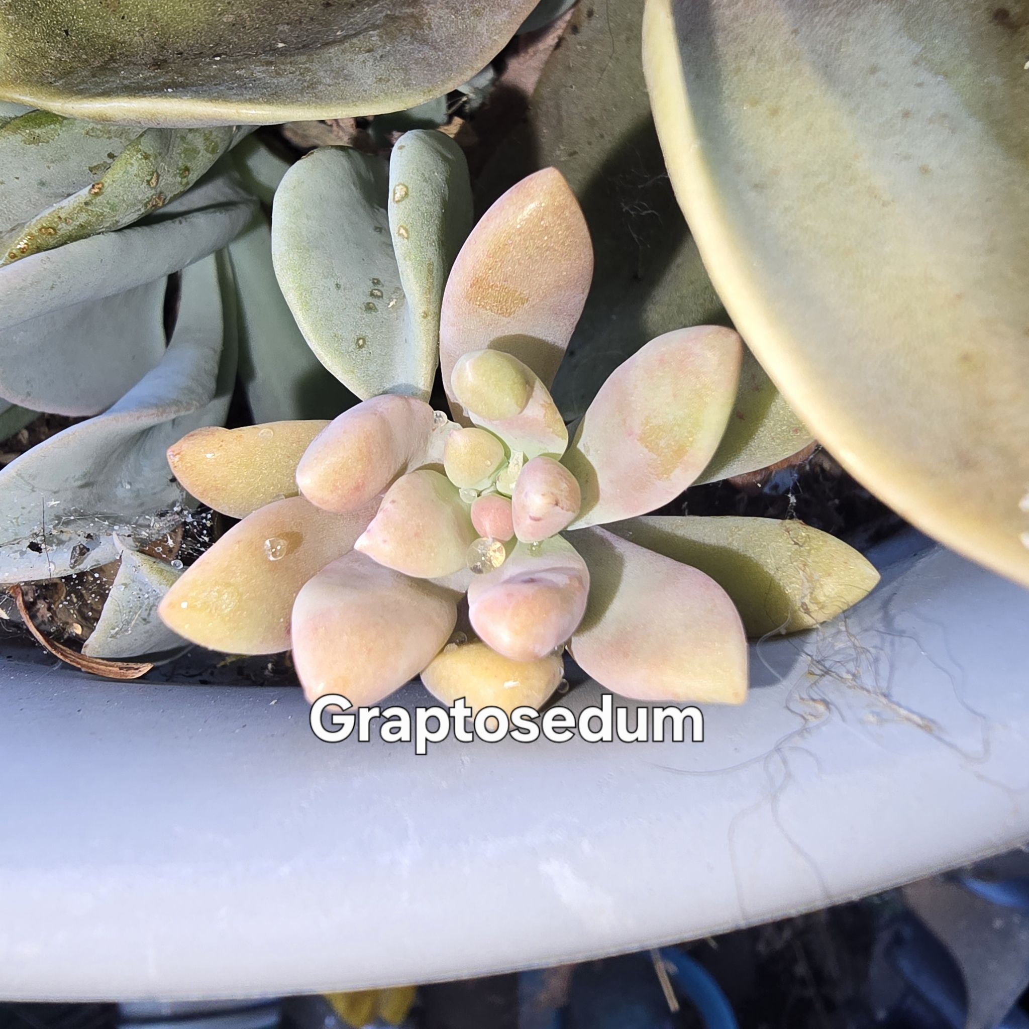 Photo of the plant species Graptosedum by @GrandeeBaytree named Lola on Greg, the plant care app