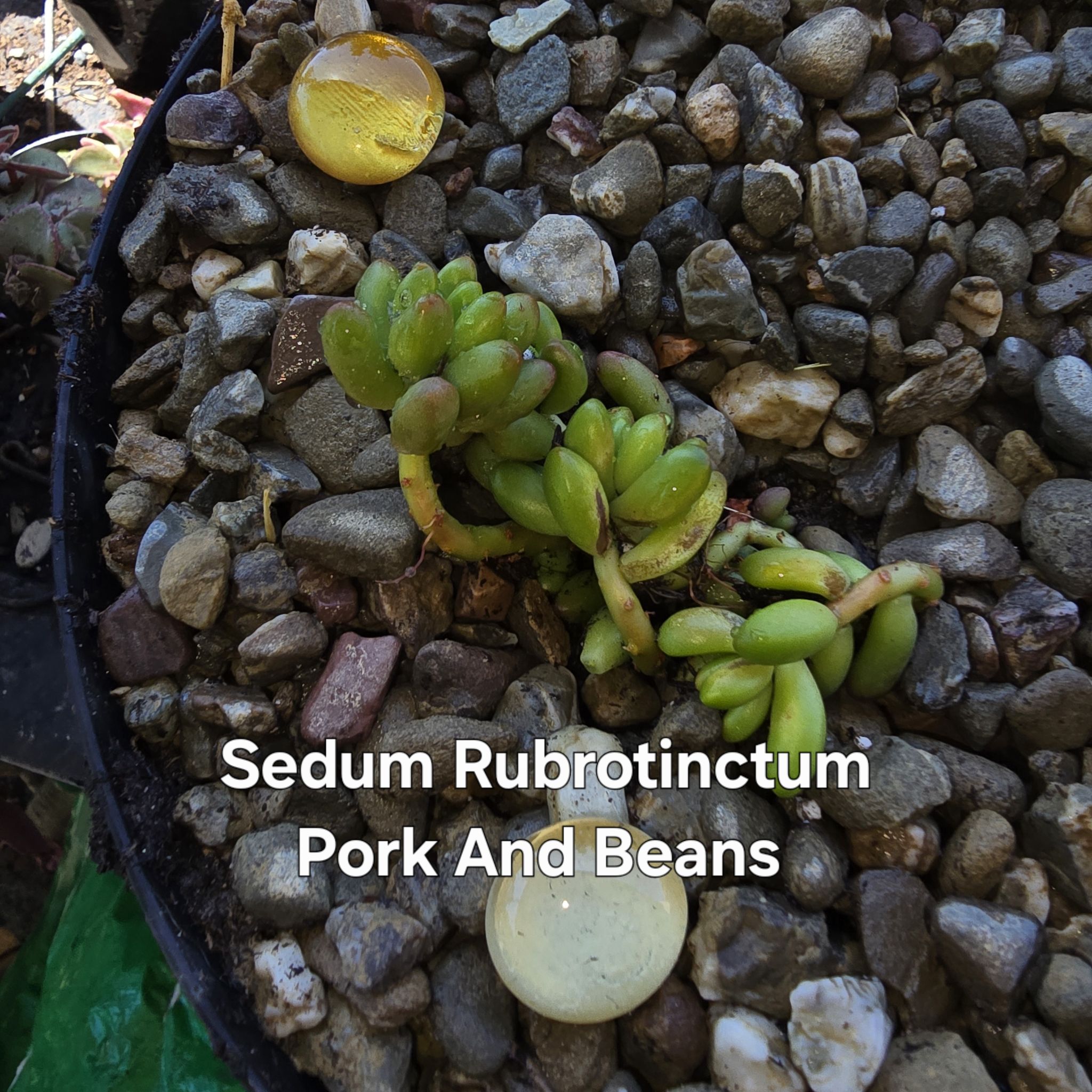 Photo of the plant species Sedum 'Pork and Beans' by @GrandeeBaytree named Chops on Greg, the plant care app