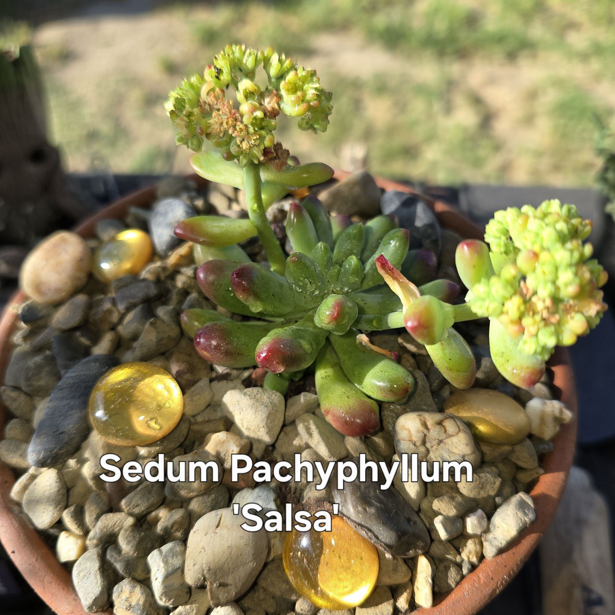 Photo of the plant species Sedum pachyphyllum 'Salsa' by @GrandeeBaytree named Salsa on Greg, the plant care app