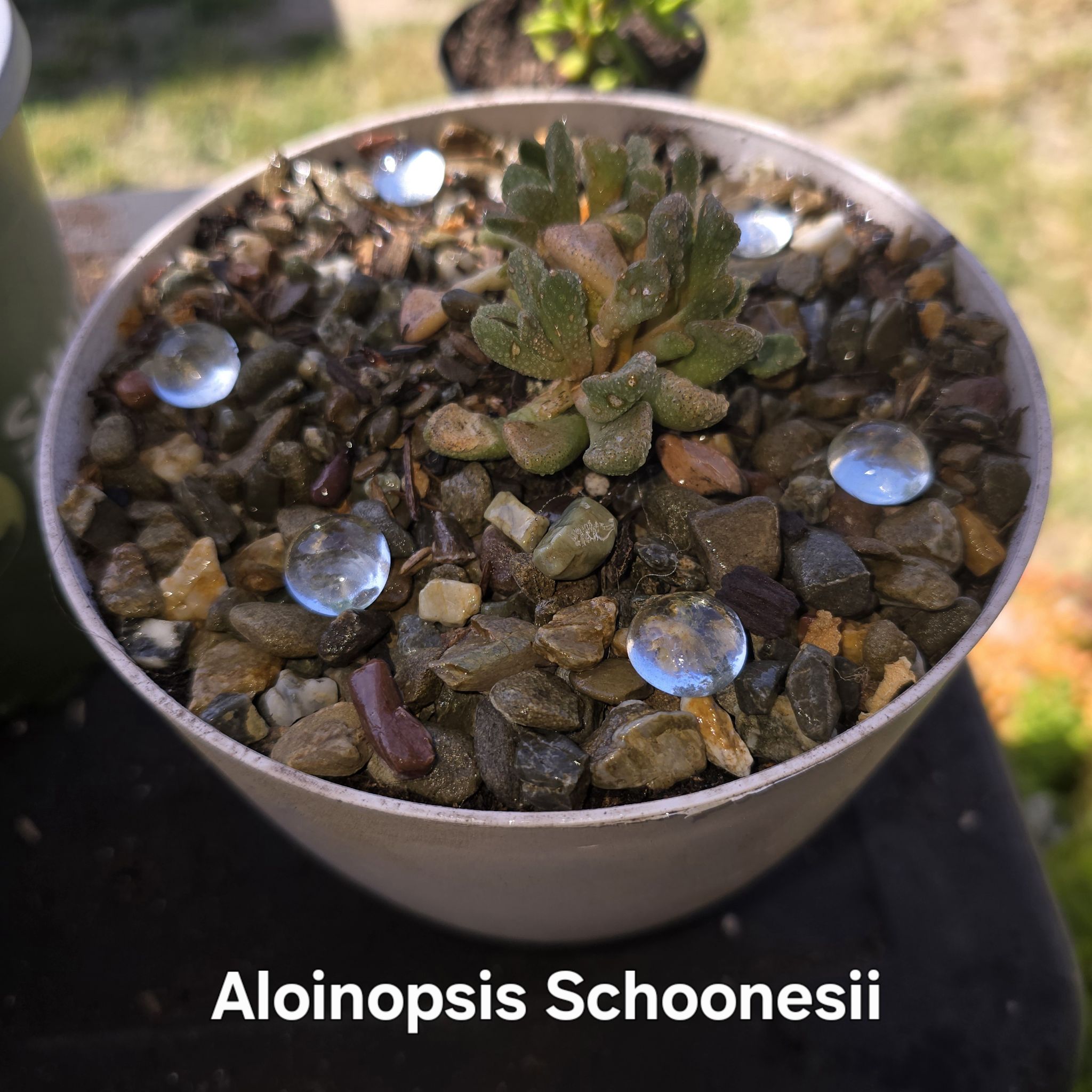 Photo of the plant species Aloinopsis schoonesii by @GrandeeBaytree named Survivor on Greg, the plant care app