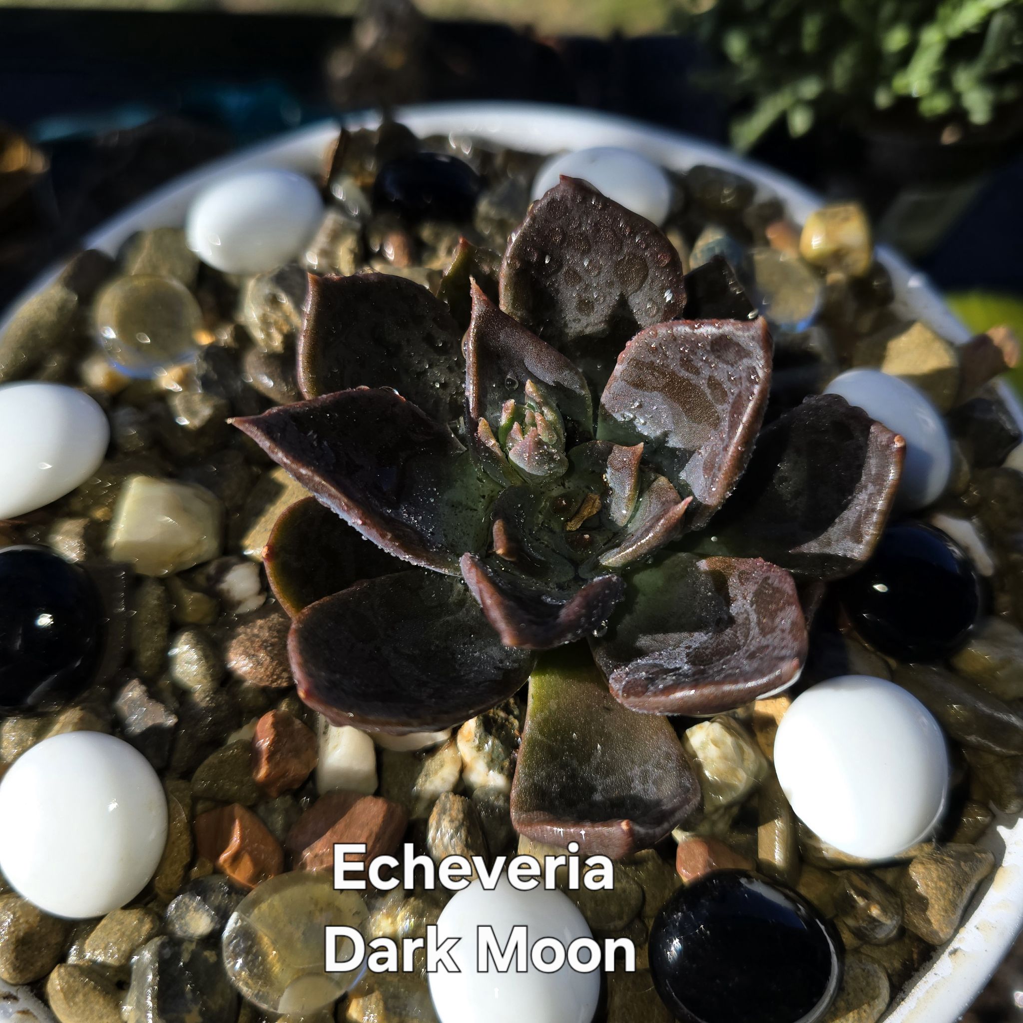 Photo of the plant species Dark Moon by @GrandeeBaytree named Keanu Leaves on Greg, the plant care app