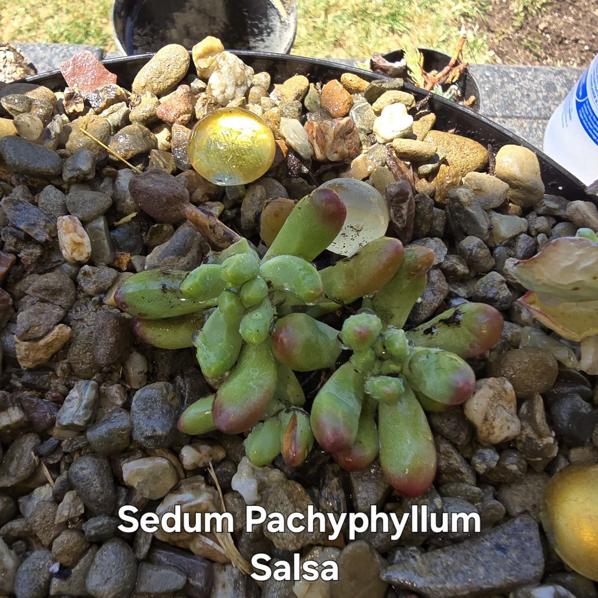 Photo of the plant species Sedum pachyphyllum 'Salsa' by @GrandeeBaytree named Penta on Greg, the plant care app