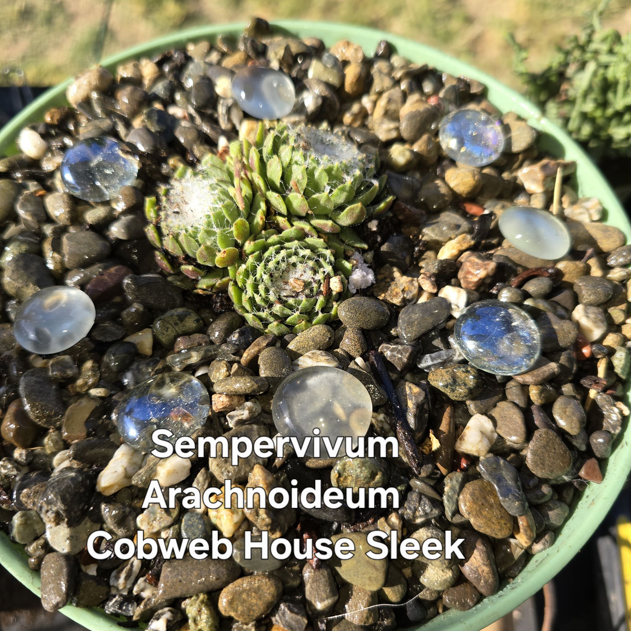Photo of the plant species Cobweb Houseleek by @GrandeeBaytree named Spiderman on Greg, the plant care app