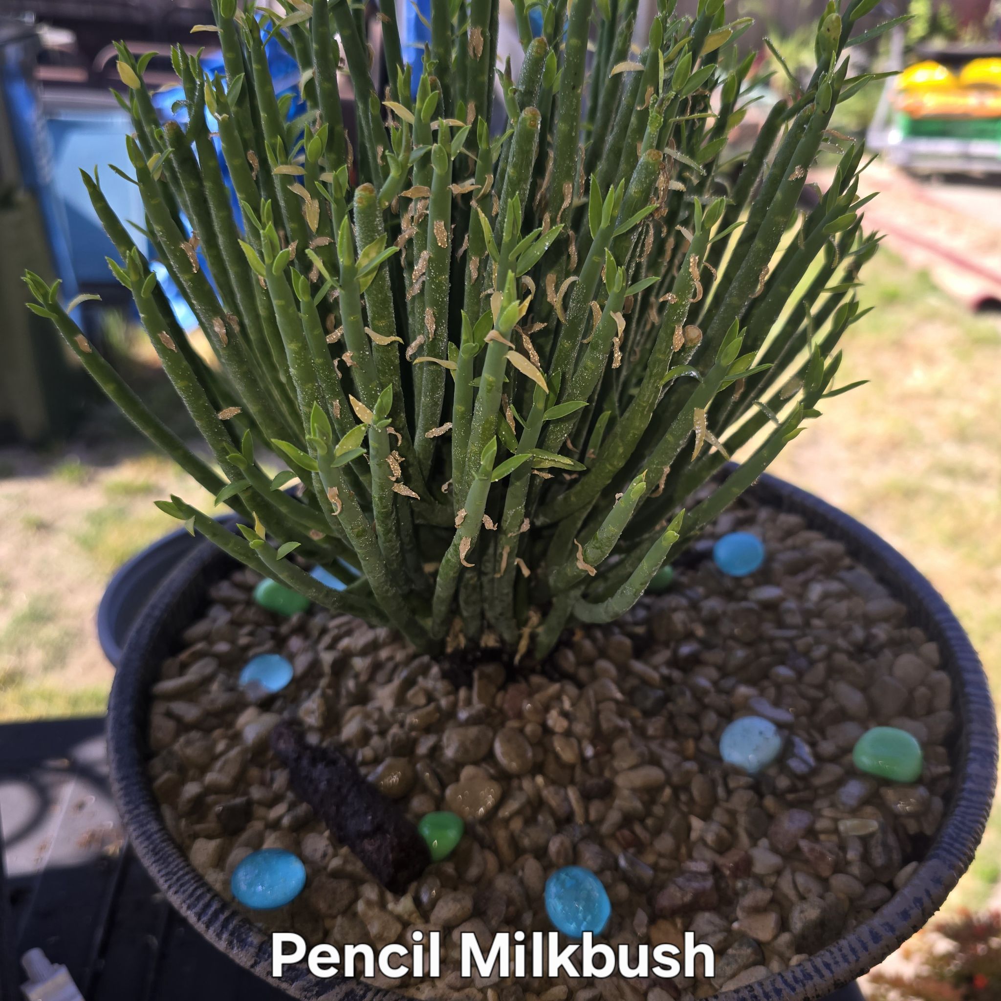 Photo of the plant species Pencil Milkbush by @GrandeeBaytree named Sonic on Greg, the plant care app