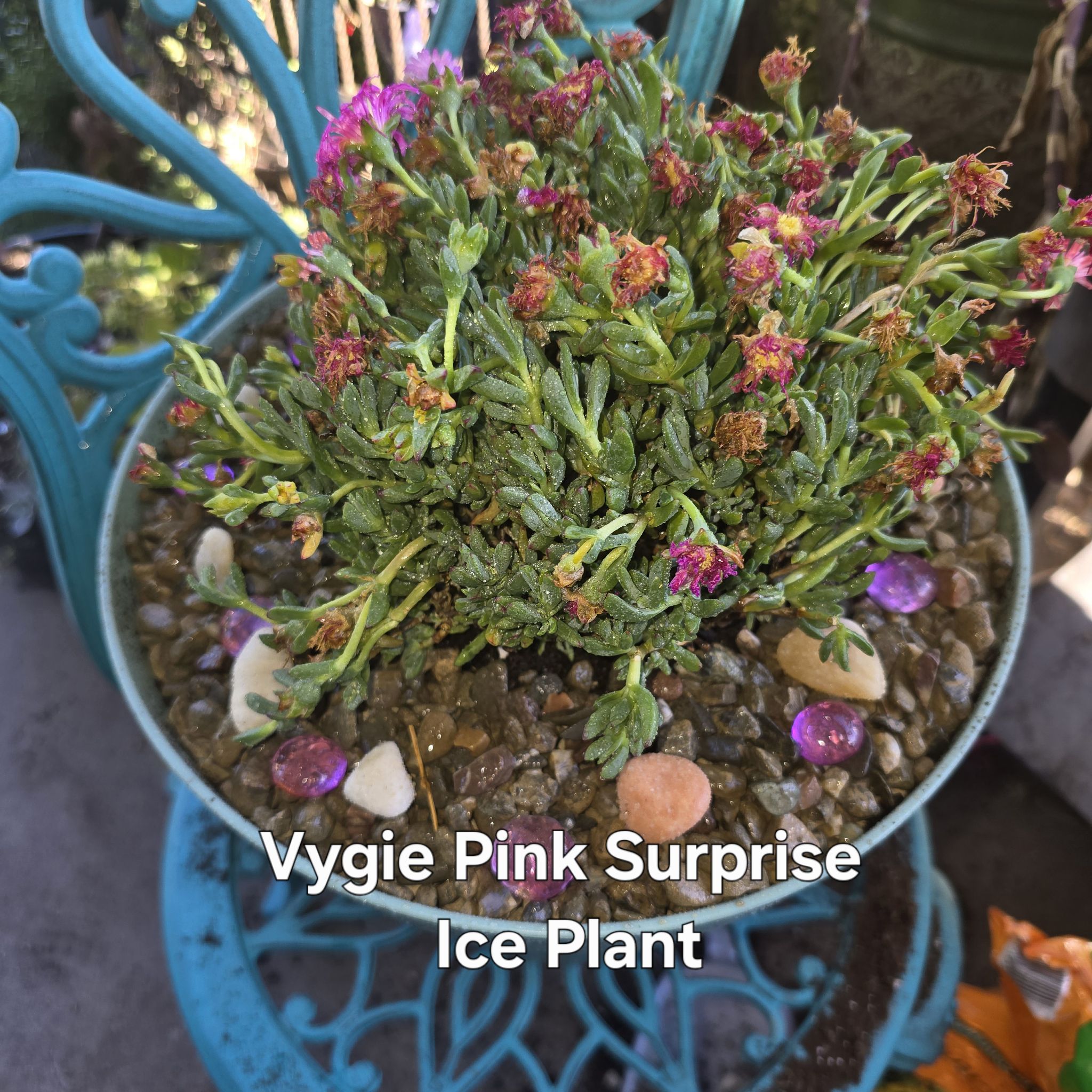 Photo of the plant species pink ice plant by @GrandeeBaytree named Pinky on Greg, the plant care app