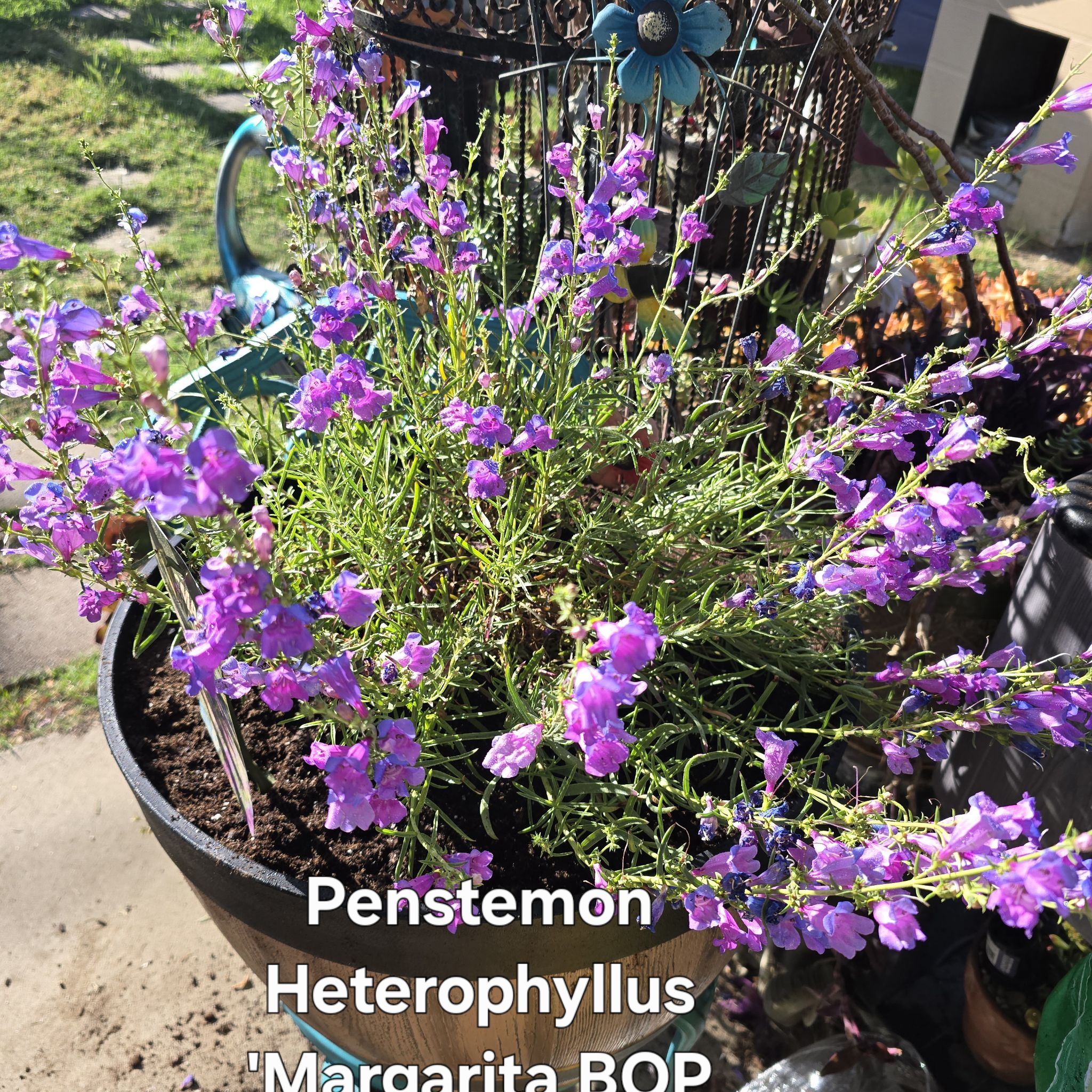 Photo of the plant species Penstemon 'Margarita BOP' by @GrandeeBaytree named Mona on Greg, the plant care app