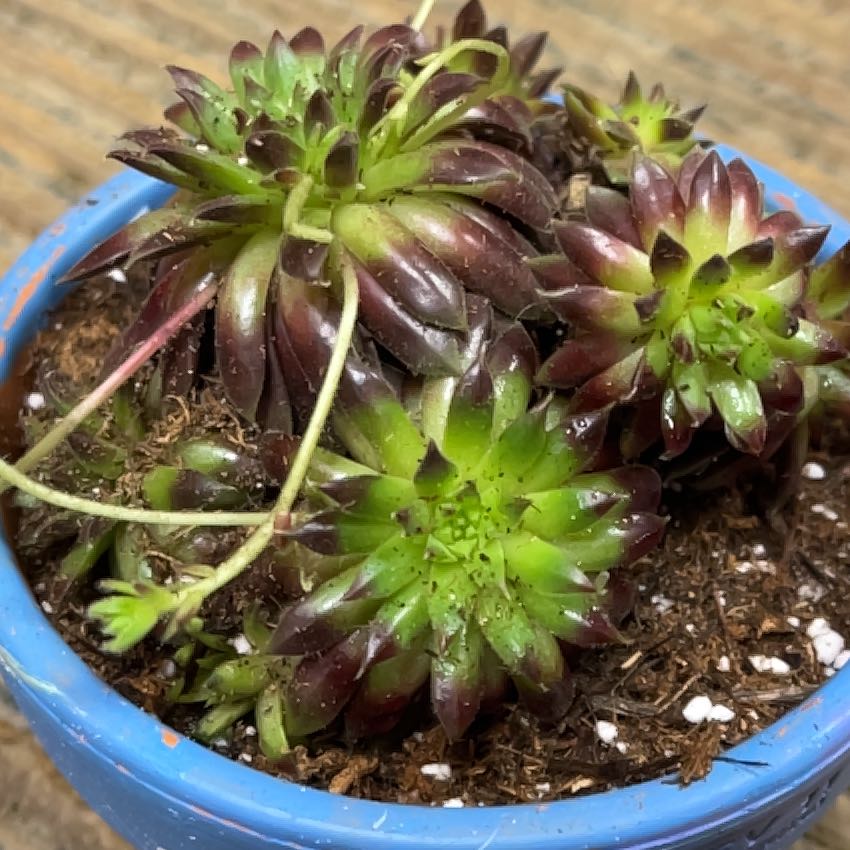 Photo of the plant species Sempervivum 'Pilatus' by @StarryCilantro named Oscar on Greg, the plant care app