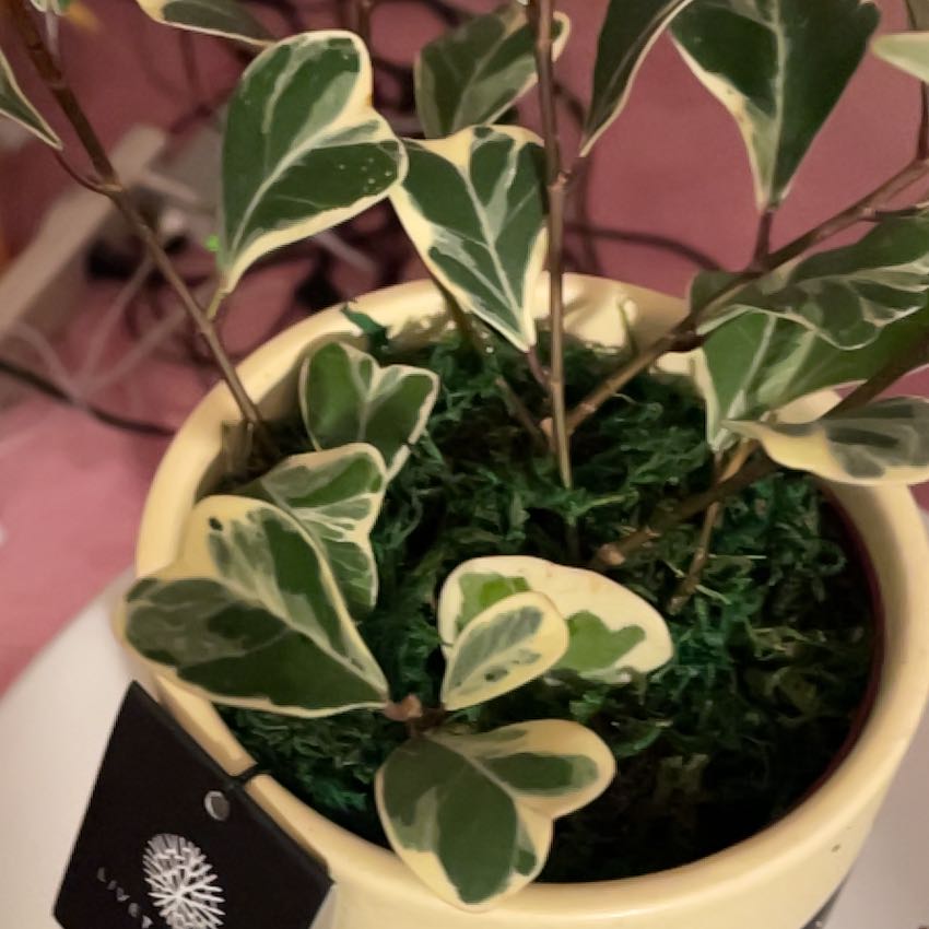 Photo of the plant species Variegated Heart Leaf Ficus by @JoysomeDropwort named Figyonce on Greg, the plant care app