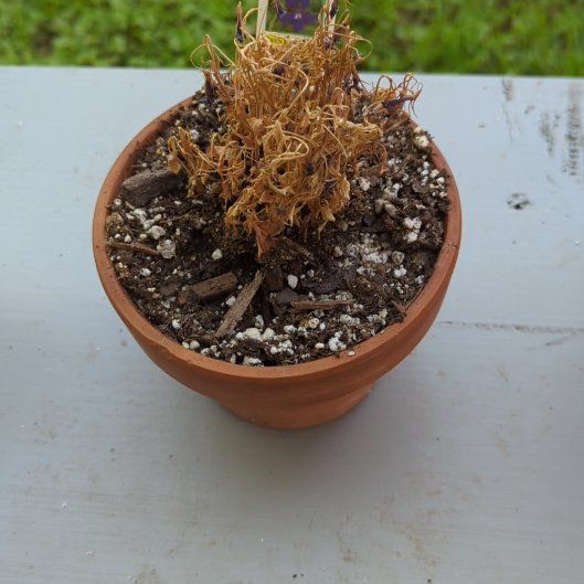 Photo of the plant species Great Blue Lobelia by @SkilledAllspice named Captain Plant-it on Greg, the plant care app