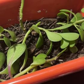 Photo of the plant species Senecio jacobsenii 'Variegata' by @SubtleCatmint named Denali on Greg, the plant care app