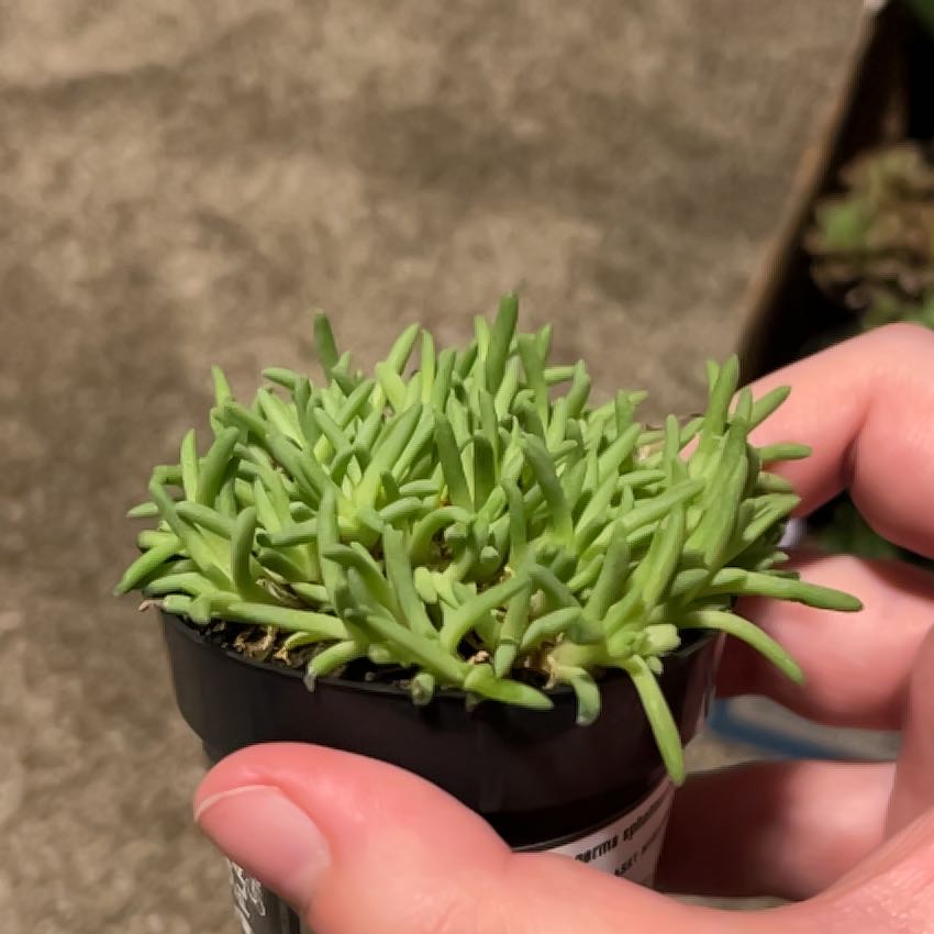 Photo of the plant species Assorted Delosperma by @Willowlin33 named Aristotle on Greg, the plant care app