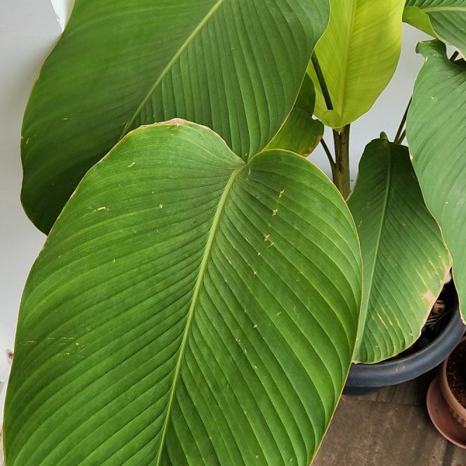 Photo of the plant species Cigar Plant by @RousingMountain named Fernie Mac on Greg, the plant care app