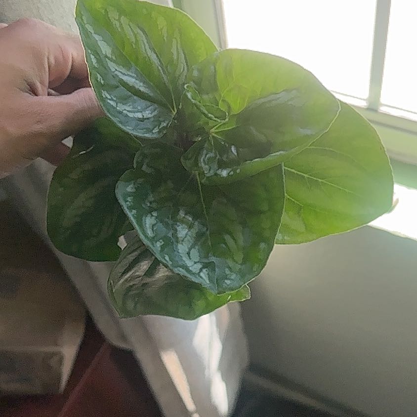 Photo of the plant species Peperomia Ecuador by @QualitySilktree named Keanu Leaves on Greg, the plant care app