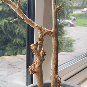 Photo of the plant species Chalice Cup Vine by @FamedStargilia named Sol on Greg, the plant care app