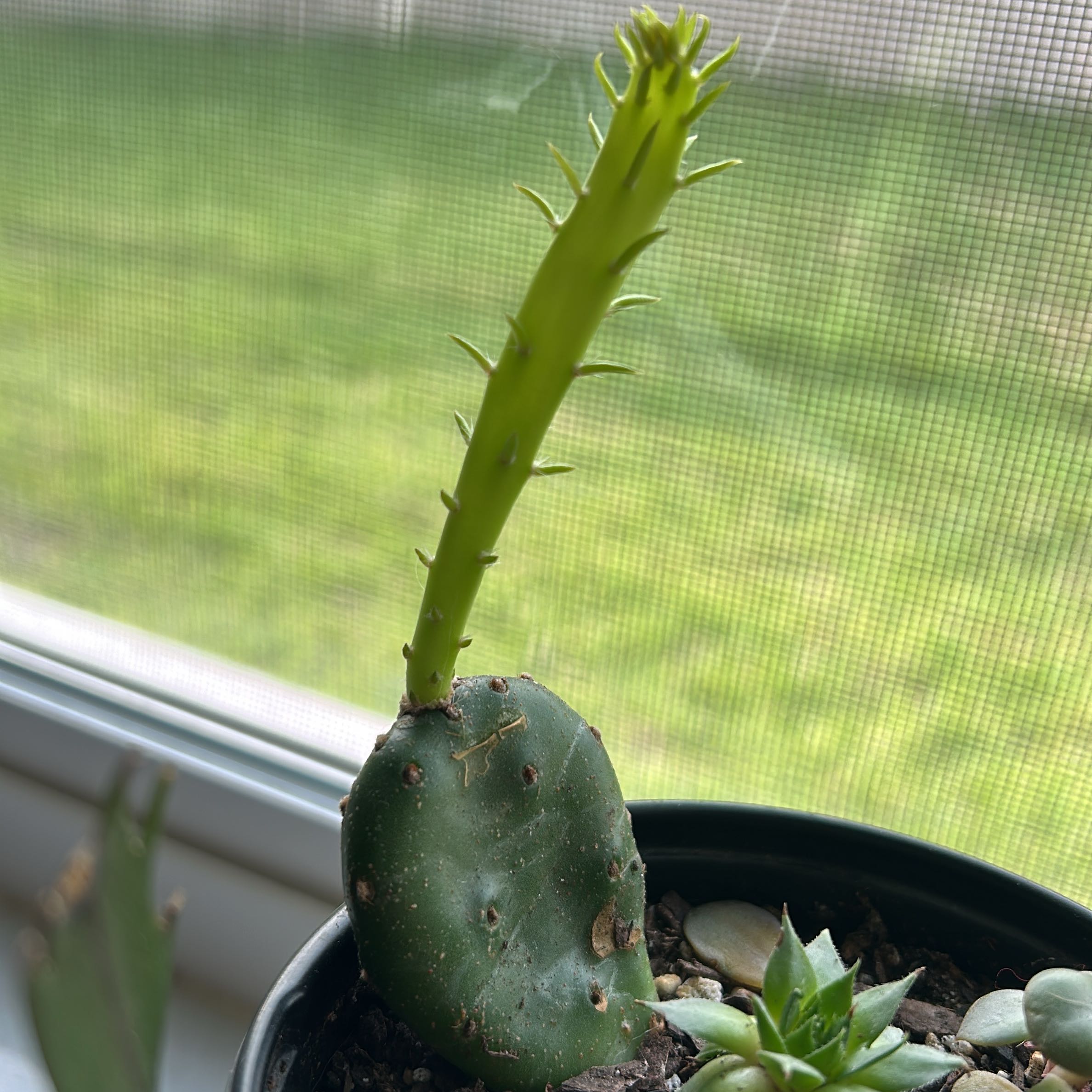 Photo of the plant species Eastern Prickly-Pear Cactus by @mw1rtz named Elle on Greg, the plant care app