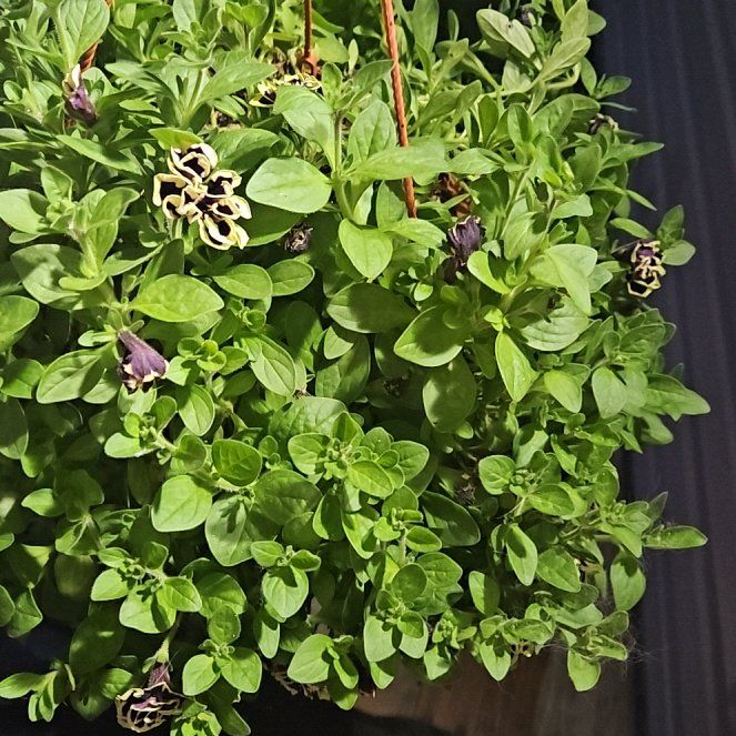 Photo of the plant species Midnight Gold Petunia by @TycoonRedwood named Shakira on Greg, the plant care app