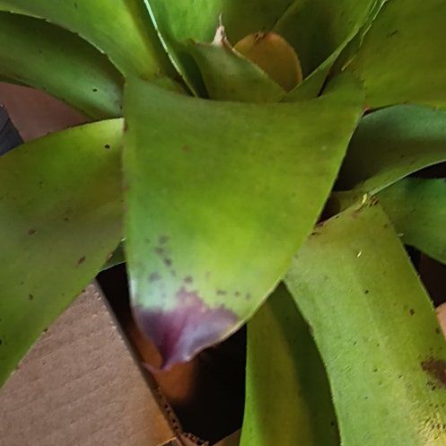 Photo of the plant species neoregelia tangerine by @LovingPandan named Bieber on Greg, the plant care app