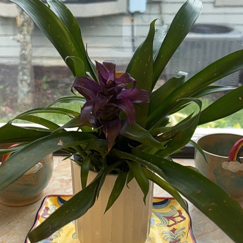 Photo of the plant species Bromeliad by @ClassyRedpalulu named Zion on Greg, the plant care app