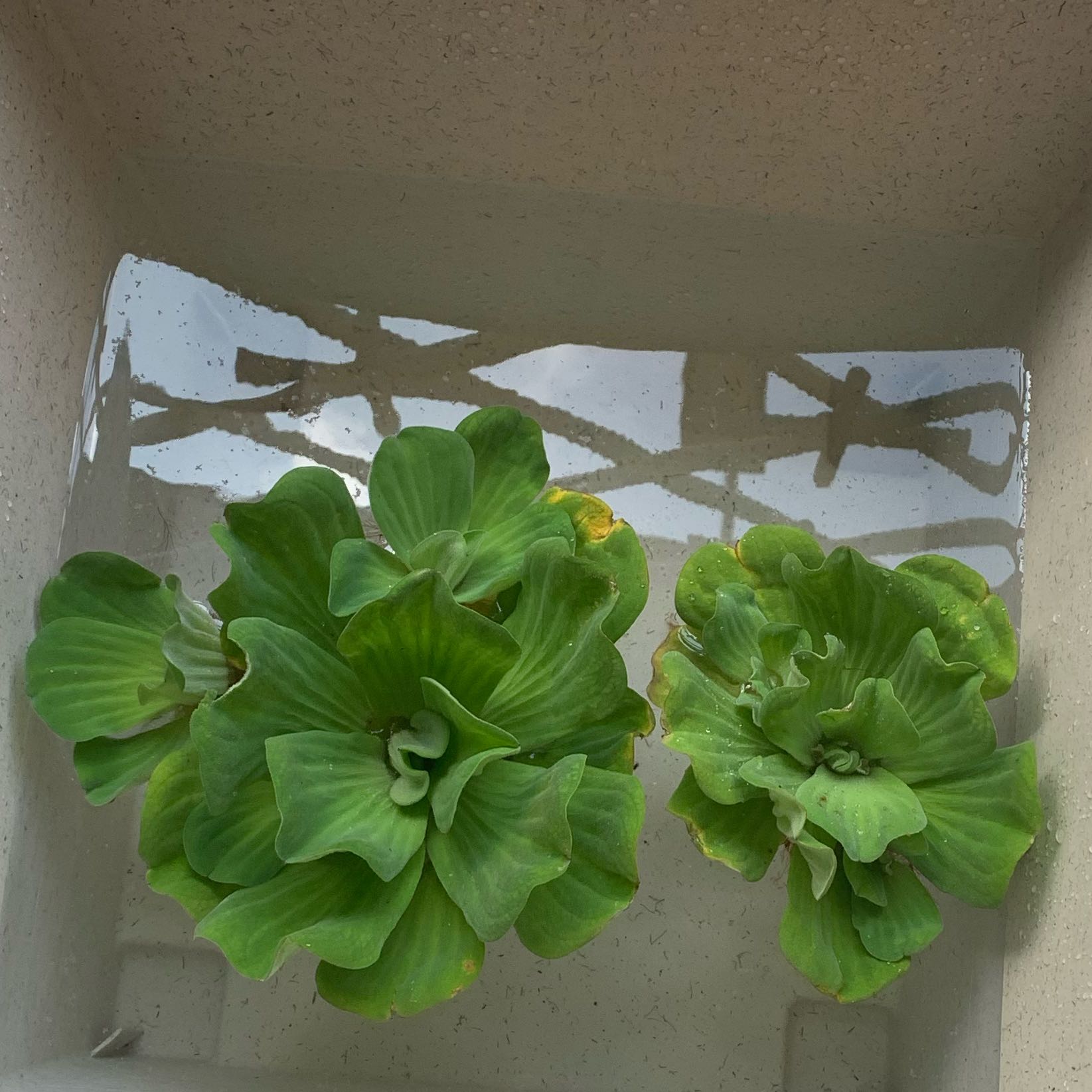 Two Water Lettuce plants floating in a container of water with minor yellowing at the edges.