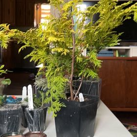Photo of the plant species Golden Hinoki Falsecypress by @AgileBlackhoya named Luna on Greg, the plant care app