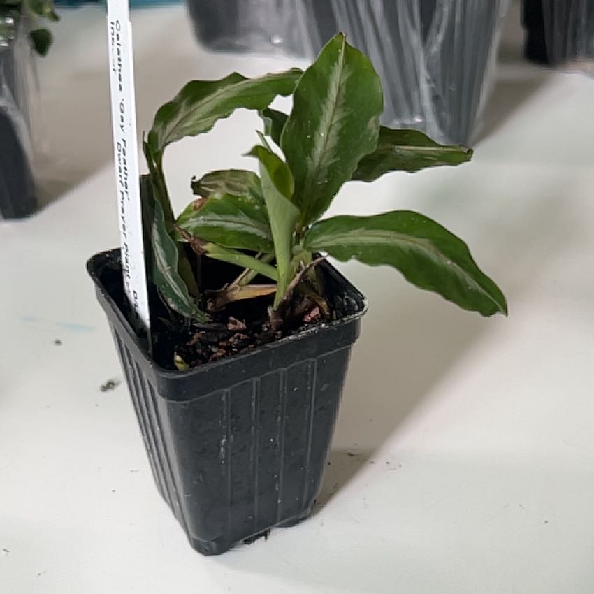 Photo of the plant species Mini Maranta by @AgileBlackhoya named Osmo on Greg, the plant care app