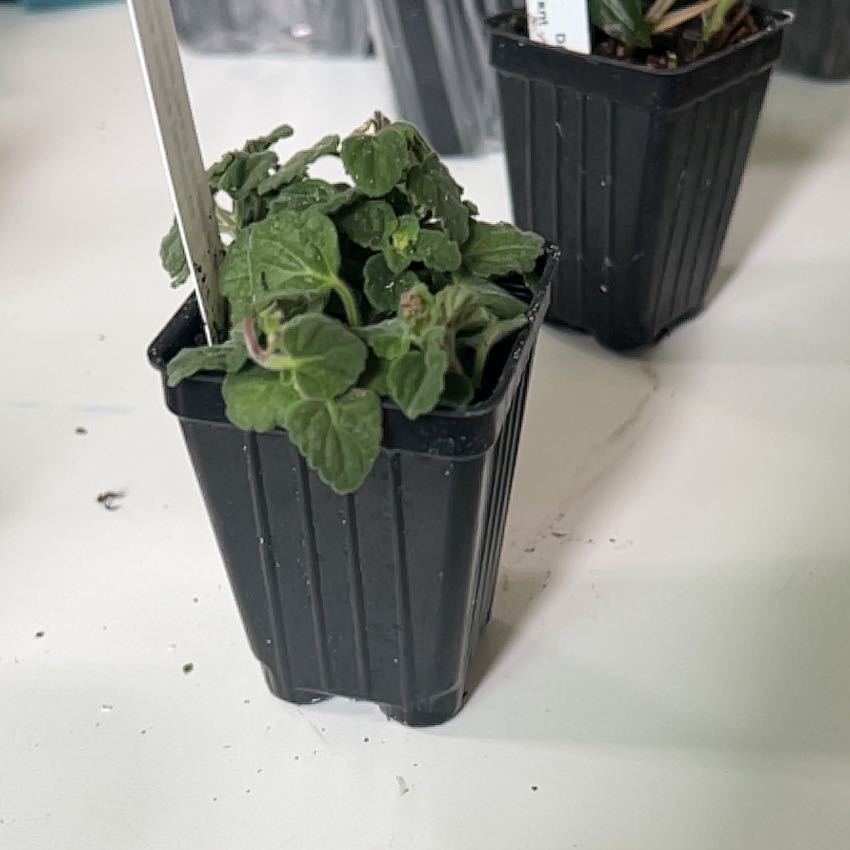Photo of the plant species han xin cao by @AgileBlackhoya named Curie on Greg, the plant care app