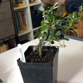 Photo of the plant species Fujian Tea by @AgileBlackhoya named Daphne on Greg, the plant care app