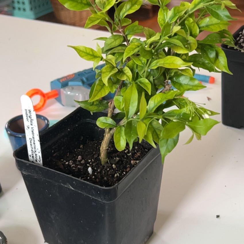 Photo of the plant species Dwarf Water Jasmine by @AgileBlackhoya named Spike Leaves on Greg, the plant care app