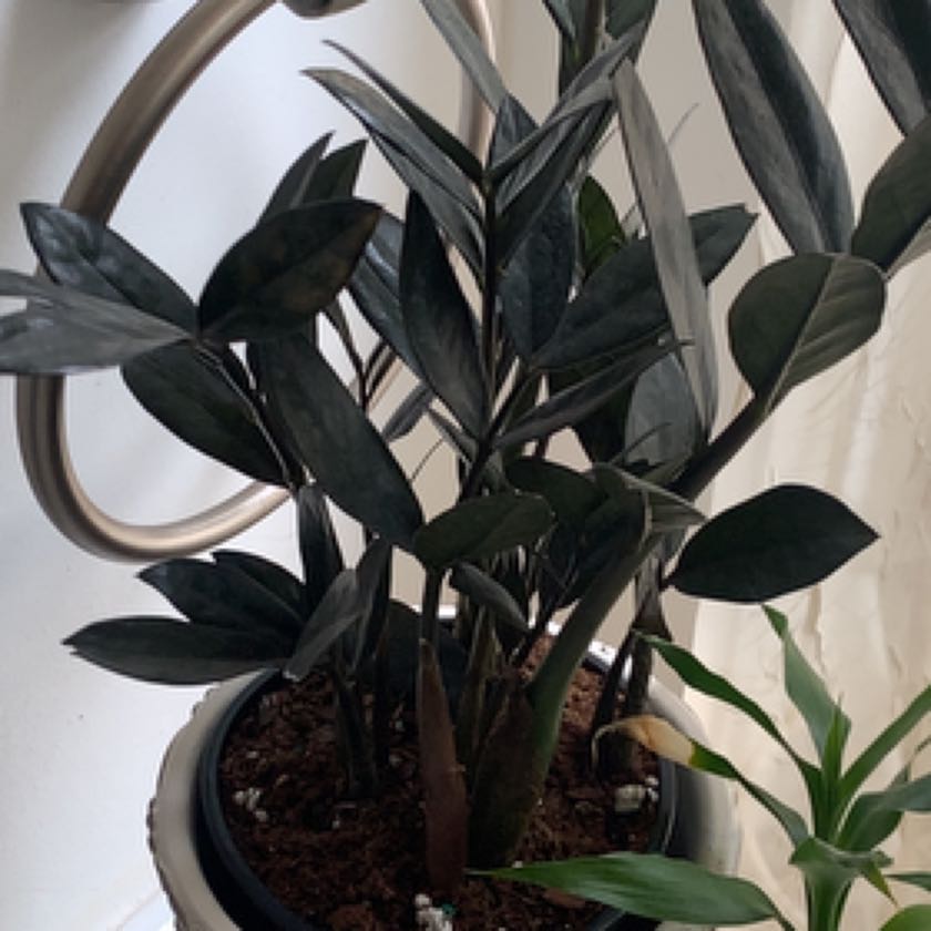 Photo of the plant species Nova Star ZZ Plant by @SupremeWoodruff named Willow on Greg, the plant care app