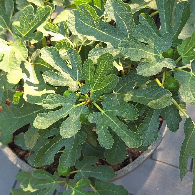 Photo of the plant species Brown Turkey Fig by @LushPaparazzi named Whynot on Greg, the plant care app