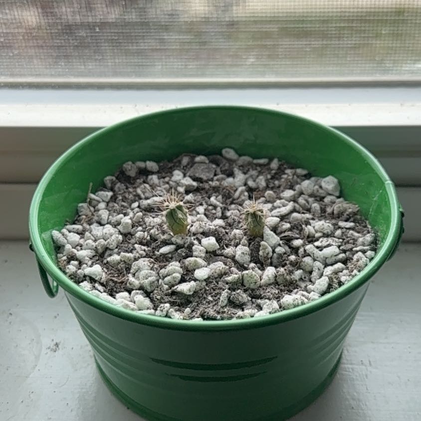 Photo of the plant species Ferocactus Wislizeni by @FancierNapaea named Rainier on Greg, the plant care app