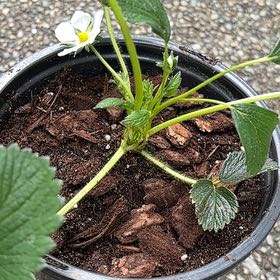 Photo of the plant species White Strawberry by @pikfe named Bruce Lee on Greg, the plant care app