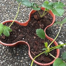 Photo of the plant species White Strawberry by @pikfe named Nemo on Greg, the plant care app