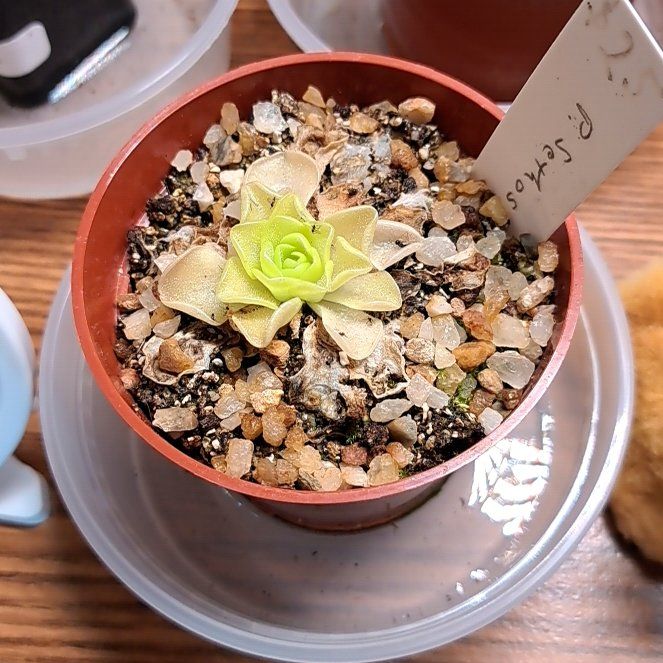 Photo of the plant species Butter Worth by @PeakPeppervine named Lola on Greg, the plant care app