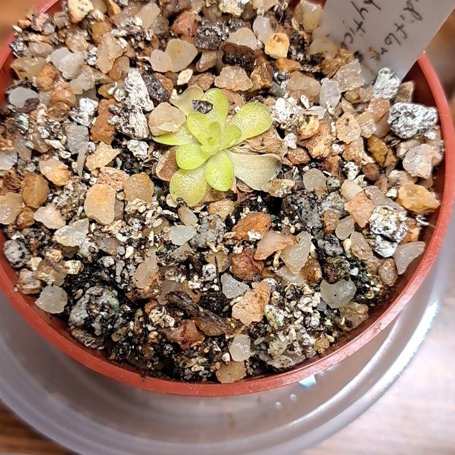 Photo of the plant species Pinguicula 'Plum Fairy' by @PeakPeppervine named Fay on Greg, the plant care app