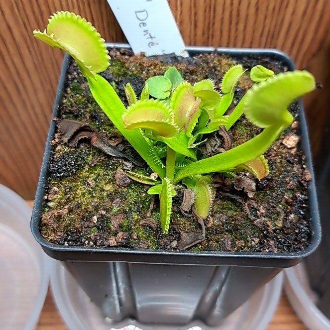 Photo of the plant species Dente Fly Trap by @PeakPeppervine named Al on Greg, the plant care app