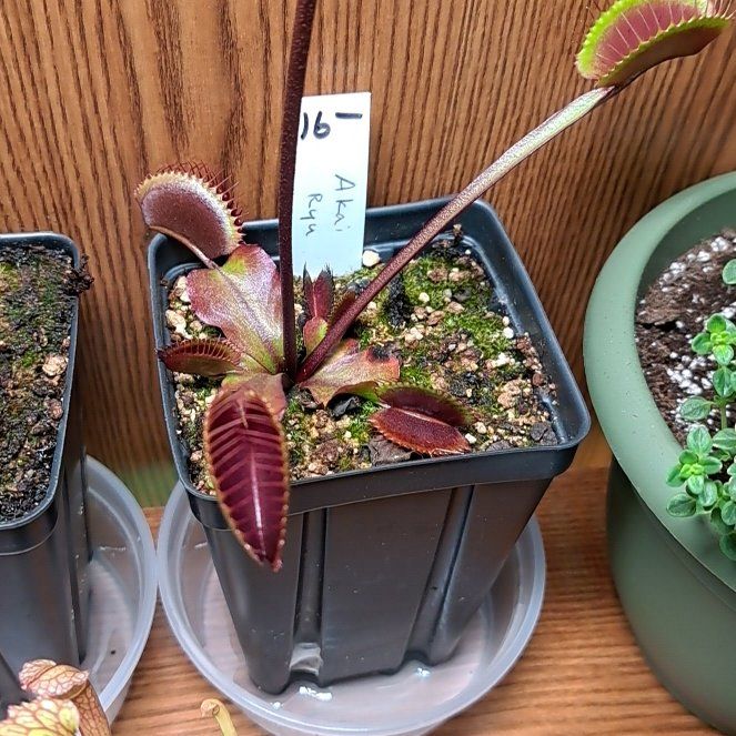 Photo of the plant species Red Dragon Fly Trap by @PeakPeppervine named Surya on Greg, the plant care app