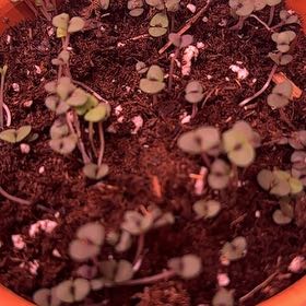 Plant care for Black Jade Snake plant on Greg, the plant care app