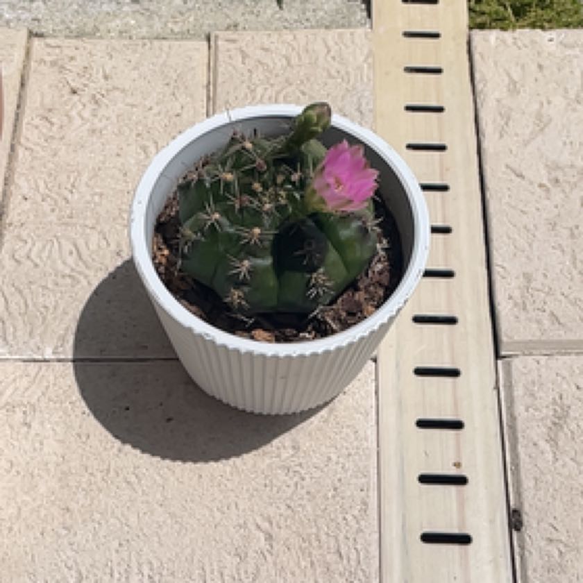 Photo of the plant species Spider Cactus by @AficionadoNeem named Sproutacus on Greg, the plant care app