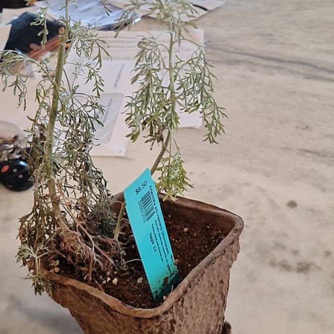 Photo of the plant species Shrubby Mugwort by @FineRoseiflora named Cleopatra on Greg, the plant care app