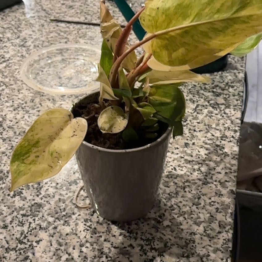 Photo of the plant species Philodendron by @CivilSalsa named Spike Leaves on Greg, the plant care app