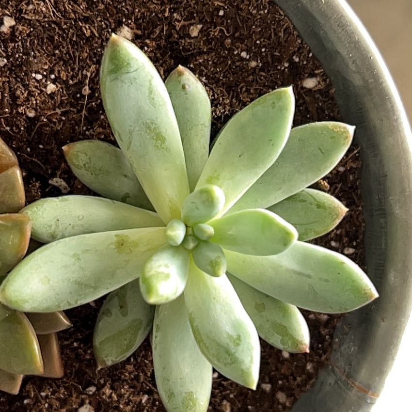 Pachyveria 'Powder Puff' succulent with thick, fleshy leaves in a rosette pattern, visible soil.