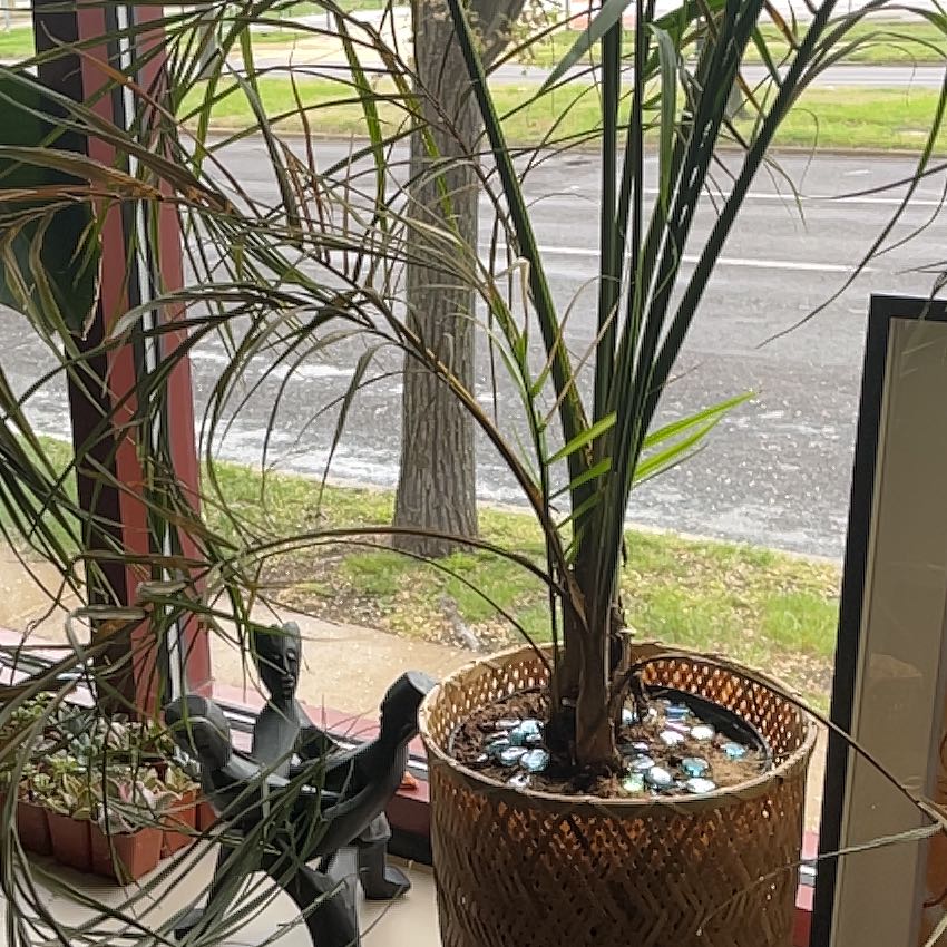 Queen Palm plant in a woven basket pot with some yellowing and browning leaves, placed near a window.