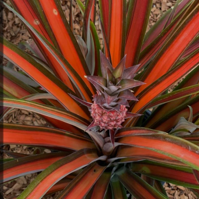 Photo of the plant species Red Pineapple by @ProCurryplant named Gomez on Greg, the plant care app