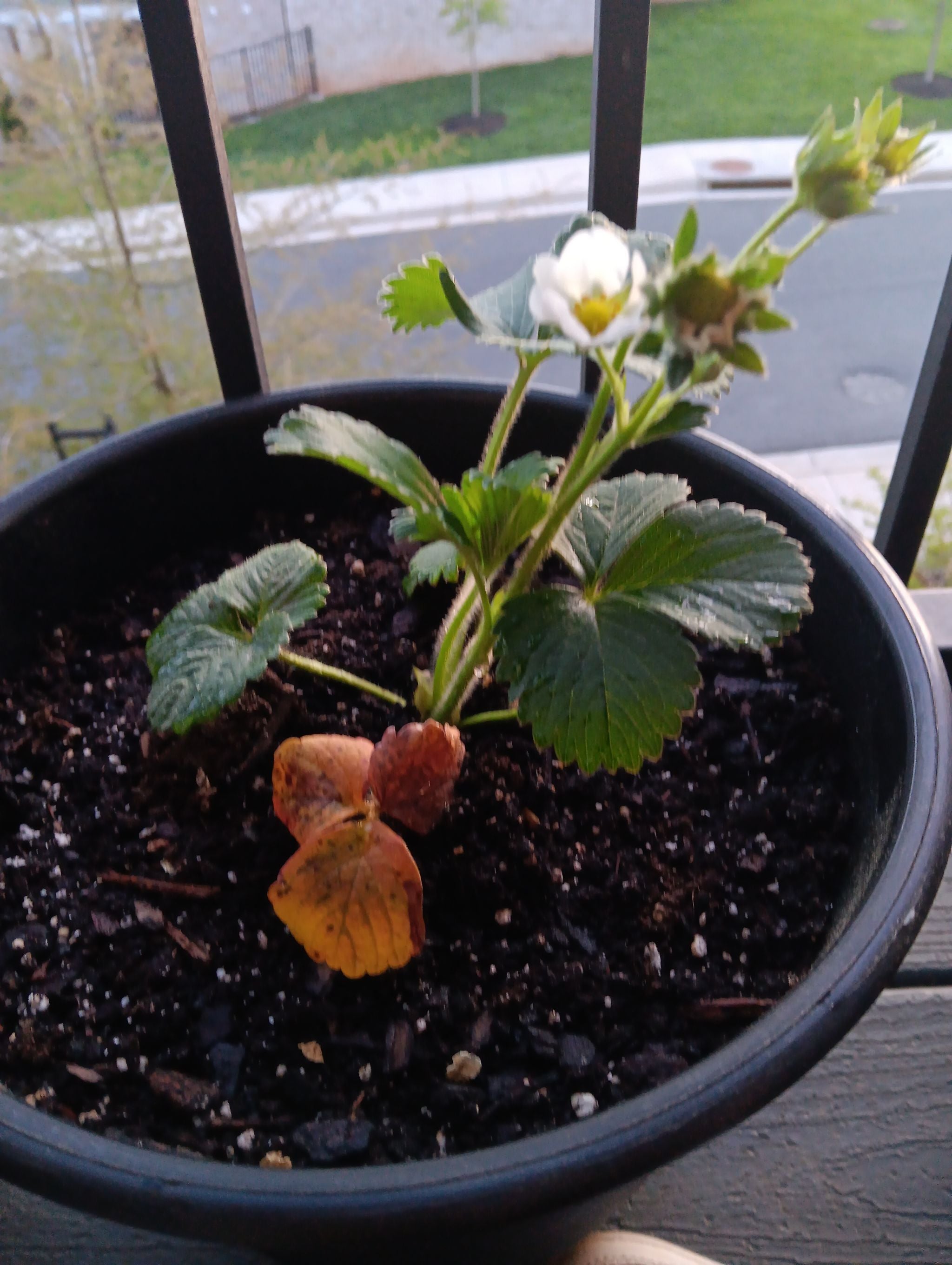 🍓 Light Requirements For My Strawberry by Season