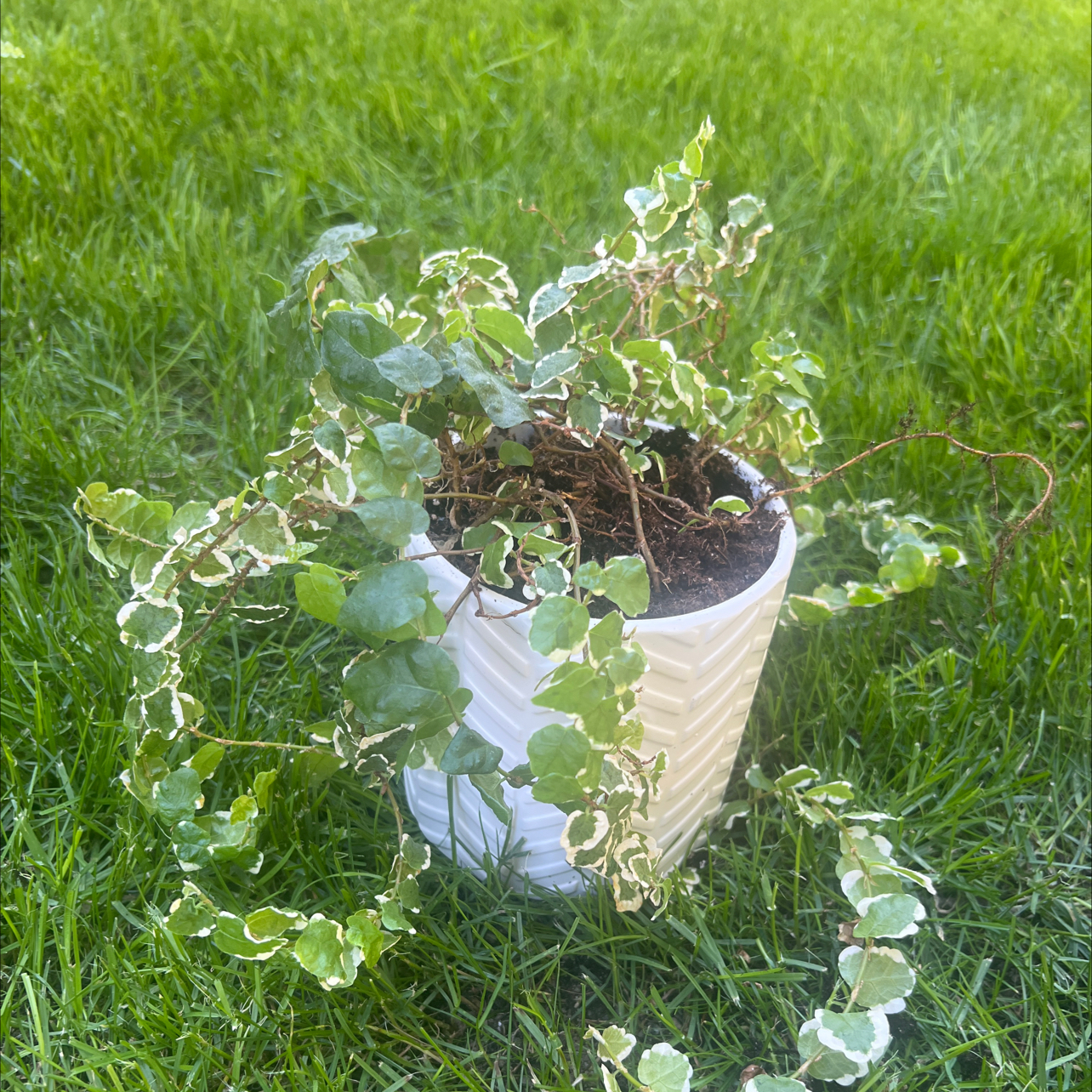 Photo of the plant species fig ivy by @EminentFuchsia named Harper on Greg, the plant care app
