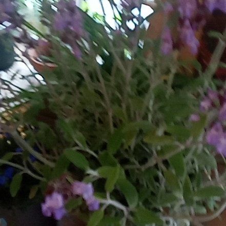 Photo of the plant species Greek Oregano by @LovableOcotillo named Austen on Greg, the plant care app