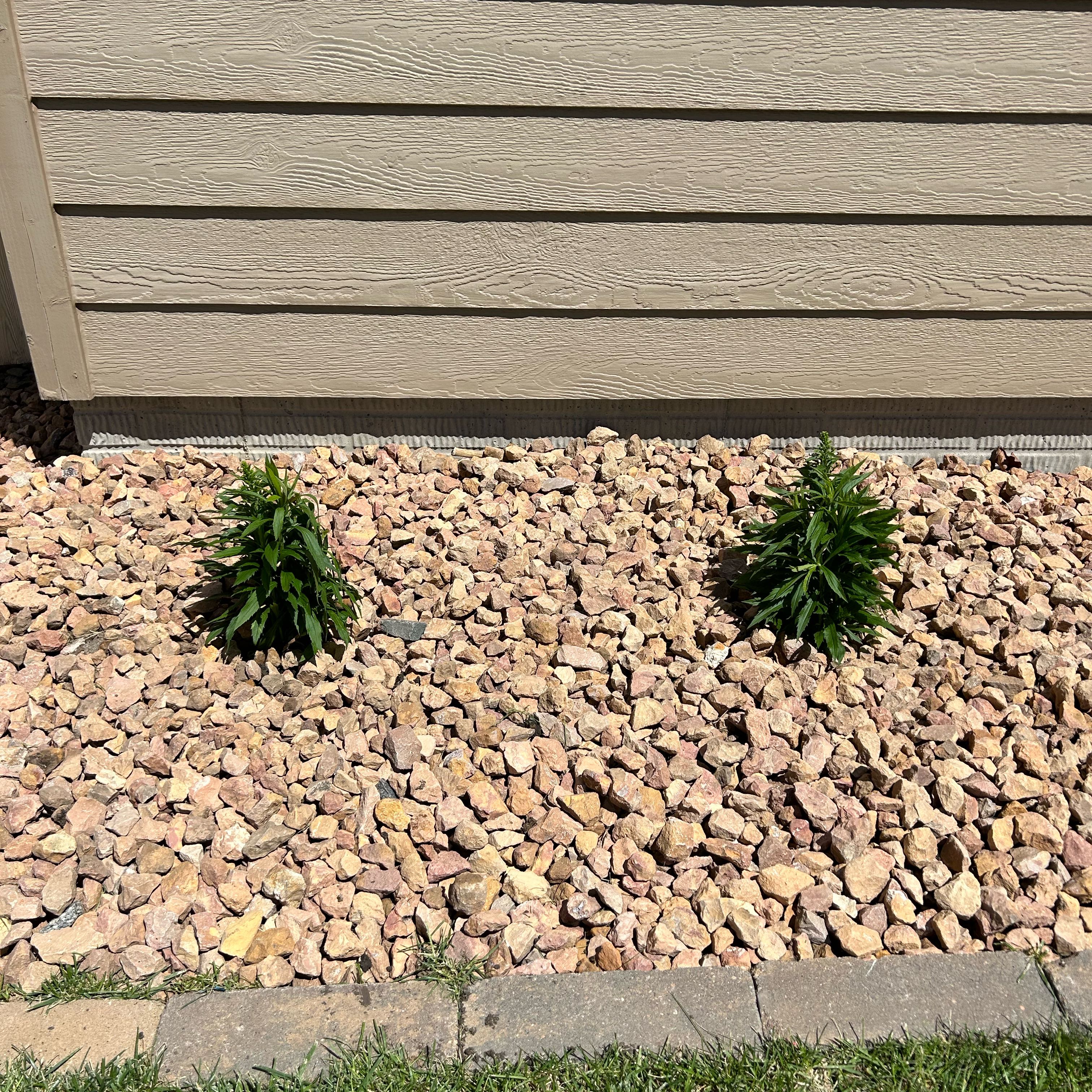 Two Rough Canada Goldenrod plants growing in a rocky area next to a building.